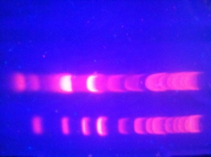 DNA on an agarose gel